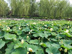 -莲花池公园