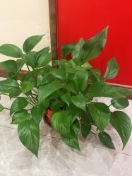 -馨园中式经络美容