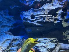 -新加坡海洋生态馆