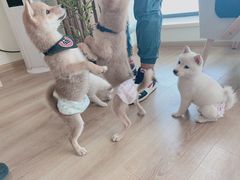 -柴犬小屋·柴餐厅·狗咖食堂(金鼎广场店)