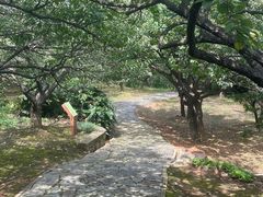 -香雪海