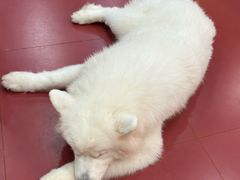 -和它·交个朋友·狗咖猫咖(爱琴海店)