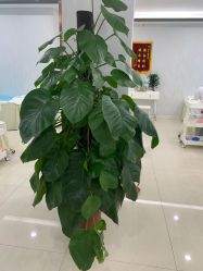 -痘庄科学祛痘国际连锁