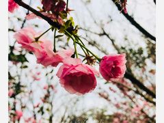 -天适樱花悠乐园