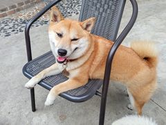 -柴犬高等学院·狗咖·柴犬售卖·宠物训练