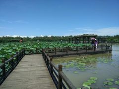 -大湾区中央湿地公园