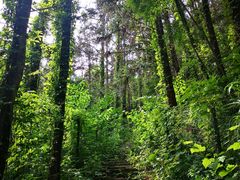 -素山寺森林公园