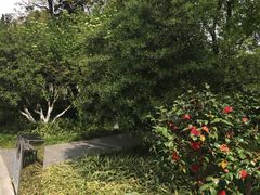 -青枫公园