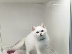 -lincat·猫舍(广州店)
