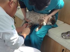 -瑞派长江宠物医院·猫科·外科·24小时夜护(谊城公寓分院)