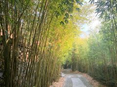 -崇阳三特浪口温泉