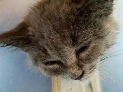 -创凡宠物医院·骨专科  猫科中心(西乡分院)