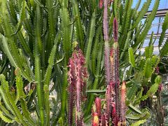 -南宫五洲植物乐园