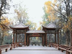 -金塔沙漠胡杨林景区