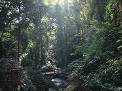 -莫里热带雨林景区