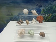 -贝壳王国博物馆