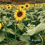 ひまわり