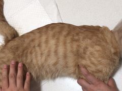 -瑞派·关忠动物医院·异宠专科·犬猫肿瘤·皮肤专科(望京店)