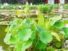 -莲花池公园