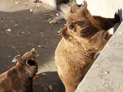 -保定市动物园