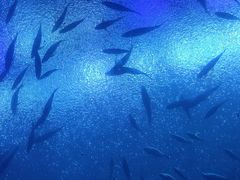 -珠海长隆海洋王国
