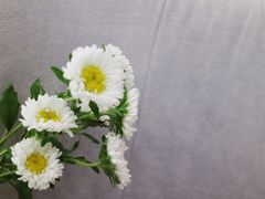 -Butchart布查德鲜花(花艺设计中心)