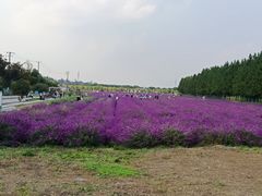 -嘉北郊野公园