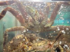 -蟹之国·精品蟹料理(极地店)