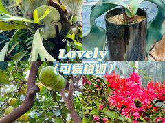 -国家植物园南园