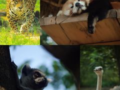 -北京野生动物园