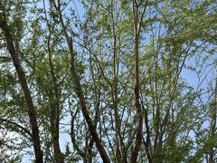 -武清南湖绿博园