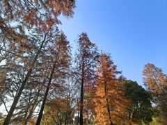 -贡湖湾湿地公园