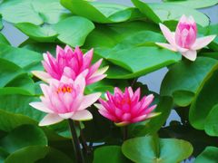 -国家植物园南园