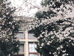 -武汉大学-樱园