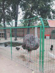-上美四季动物农场