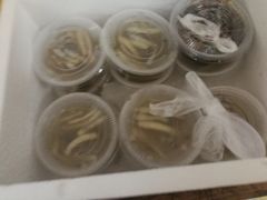 -安海长火土笋冻