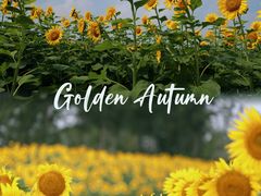 -花开海上生态园