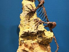 -国家自然博物馆