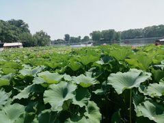 -同和居(什刹海店)