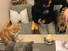 -有猫儿腻咖啡厅.猫咖