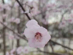 -桃花堤公园