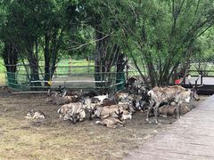 -莫尔道嘎国家森林公园