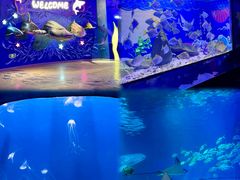 -烟台海昌鲸鲨海洋公园