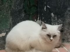 -猫咪博物馆(顶澳仔猫街店)