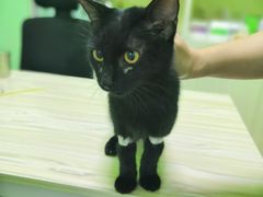 -圣宠动物医院·犬猫专科·影像中心·外科中心
