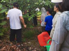 -从化深英荔枝黄皮龙眼采摘园
