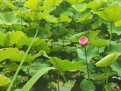 -沐仙湖湿地公园