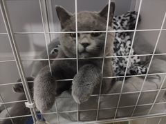 -lincat·猫舍(广州店)