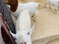 -石家庄市动物园