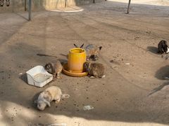 -前小桔亲子创意农场·草莓采摘·露营烧烤